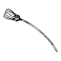 Monochrome botanical illustration of a closed wildflower bud on a long thin stem. Hand drawn ink sketch suitable for floral design, herbarium projects, nature studies, and educational materials.