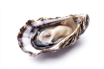 Naklejka premium Oyster Shell with Fresh Adductor Muscle