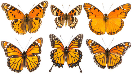 Six vibrant orange butterflies isolated on a white background, showcasing their unique patterns and beauty.