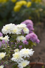 Beautiful white chrysanthemum flowers closeup in the winter garden, Closeup of Chrysanthemum flower, Field of the white Chrysanthemum, Beautiful white flower blooming in nature.