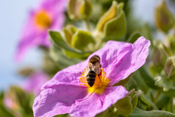 bee on a flower (cistus albidus)