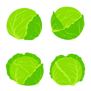 set cabbage illustration Vector isolated on background. 