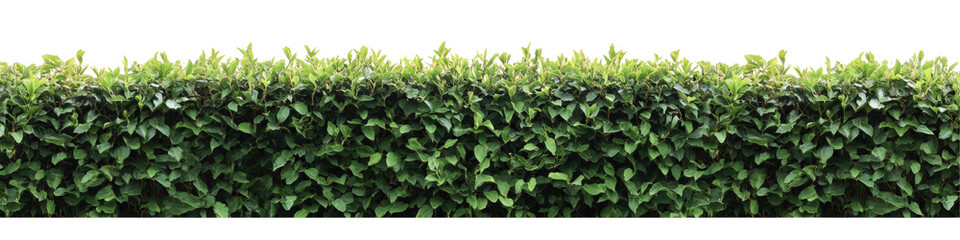 Fototapeta premium Lush green hedge isolated on transparent background