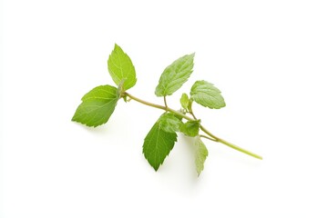 Fresh mint sprig on white background