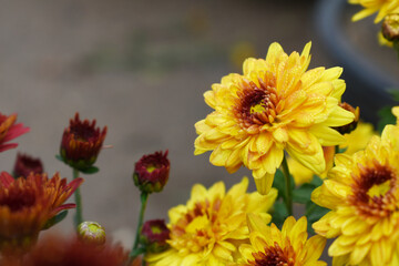 Beautiful Yellow red chrysanthemum flowers closeup in the winter garden, Closeup of Chrysanthemum flower, Field of the Yellow red Chrysanthemum, Beautiful Yellow red flower blooming in nature.