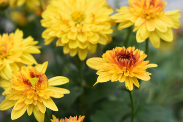 Beautiful Yellow red chrysanthemum flowers closeup in the winter garden, Closeup of Chrysanthemum flower, Field of the Yellow red Chrysanthemum, Beautiful Yellow red flower blooming in nature.