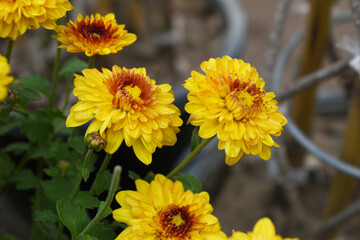 Beautiful Yellow red chrysanthemum flowers closeup in the winter garden, Closeup of Chrysanthemum flower, Field of the Yellow red Chrysanthemum, Beautiful Yellow red flower blooming in nature.