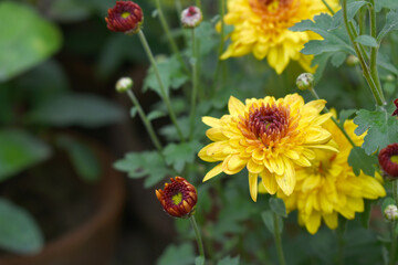 Beautiful Yellow red chrysanthemum flowers closeup in the winter garden, Closeup of Chrysanthemum flower, Field of the Yellow red Chrysanthemum, Beautiful Yellow red flower blooming in nature.