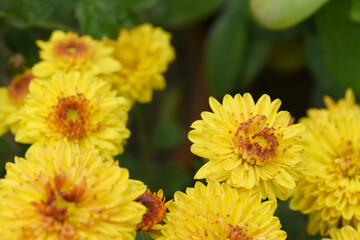 Beautiful Yellow red chrysanthemum flowers closeup in the winter garden, Closeup of Chrysanthemum flower, Field of the Yellow red Chrysanthemum, Beautiful Yellow red flower blooming in nature.