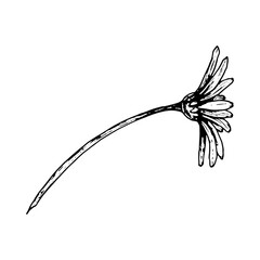 Black and white ink illustration of a drooping daisy-like flower in side view. Detailed botanical line art suitable for herbarium, floral patterns, eco packaging, nature-themed design, and garden