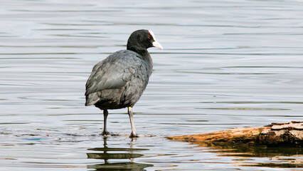 black crowned night heron