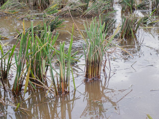 rice straw. the remains of the rice harvest in the fields