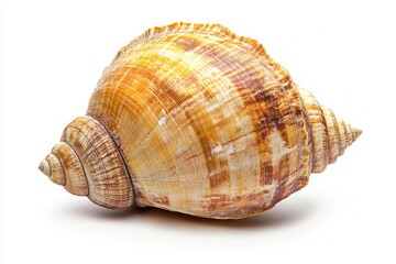 Obraz premium Spiral Shell Against White