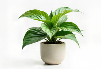 Discover the striking beauty of a Calathea plant in a ceramic pot, side view, isolated against a pristine white background with generous margins.
