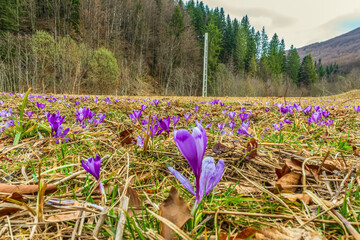Macro photo, Animals, Nature, Еurope, Eastern Europe, Romania   