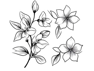 Jasmine flowers, bud, and leaves in black isolated on white background. Ornate floral elements for spring design and coloring book. Jasmine flower in contour or line art style 