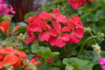 Blooming vibrant red geranium Pelargonium flowers closeup, Blooming of Geranium, closeup shot of red geranium flowers in garden, geranium in the exhibition of geraniums in Chakwal, Punjab, Pakistan