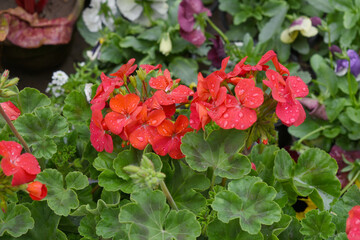 Blooming vibrant red geranium Pelargonium flowers closeup, Blooming of Geranium, closeup shot of red geranium flowers in garden, geranium in the exhibition of geraniums in Chakwal, Punjab, Pakistan