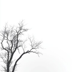 Bare Winter Tree Silhouette
