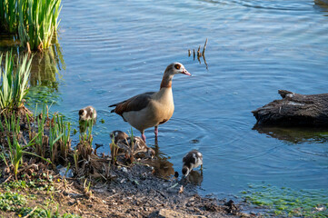 Nilgans mit ihren Küken an einem Teich © Kostas Koufogiorgos