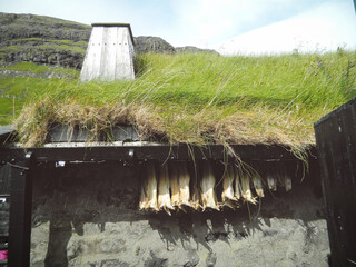 Typical dry cod fish hanging under grass green roof with chimney on the faroe house evokes stereotype about viking and nordic cuisine and using drying as preserve method here in on Faroe Islands