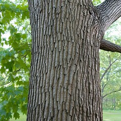 Fototapeta premium Closeup Detailed Tree Bark Texture Nature Photograph