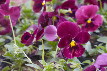 Fototapeta premium Spring flowers Viola in Maroon Black color - favorite ornamental plant flowering in the spring, Beautiful Maroon Black flower in the garden close up of blooming pancy flowers, Maroon Black Pancy flowe