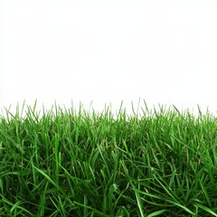 Lush green grass close-up