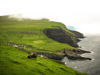 Rocky coastline with deep cliffs on the green island of Mykines with faroe sheeps on the green grass and colorful houses on the bacground. Faroe Island. Denmark