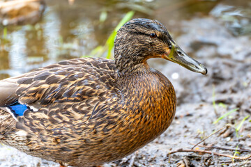 A duck is standing in the mud. It has a blue wing. The duck is brown and black