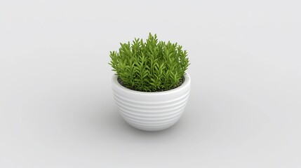 Small plant in white pot.  Simple, modern design