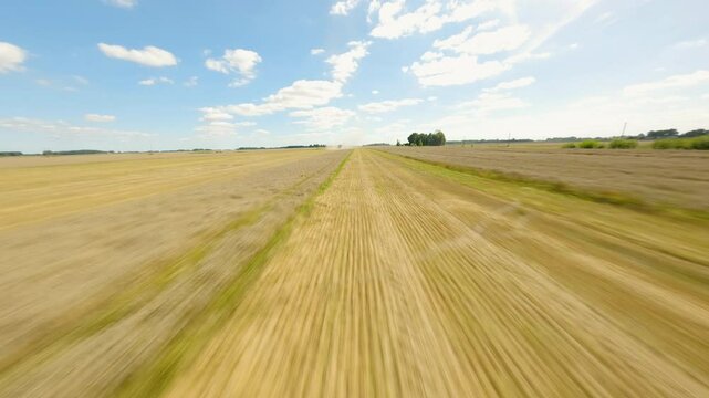 Low flying aerial shot revealing golden wheat field, motion blur highlighting crop movement against verdant green landscape and bright blue cloudscape