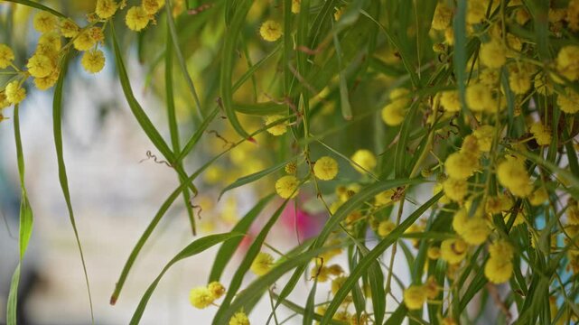 Bright yellow acacia flowers hanging delicately from green branches in outdoor sunny torrevieja spain setting