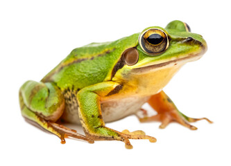 Naklejka premium Extreme close up and right side view photo of single green frog isolated and generated with AI in png file format
