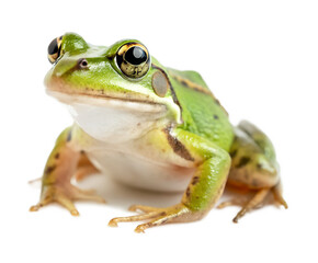 Extreme close up and left side view photo of single green frog isolated and generated with AI in png file format