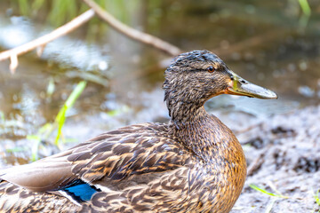 A duck is sitting on the ground near a body of water. The duck has a brown and black pattern on its feathers