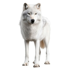 Obraz premium Fierce wolf standing majestically against a black background, capturing the essence of wild beauty and untamed spirit isolated on a white background.