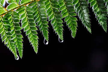 Summer rain in night forest. Drops of water dripping from green leaves of fern