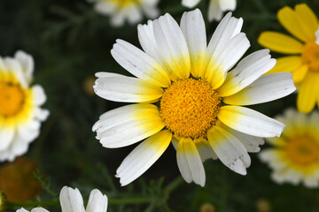 Obraz premium White Yellow Crown Daisy, Close-up of a white and yellow crown daisy flower, blooming in nature, Close-up shot of beautiful White yellow Crown Daisy flower (Chrysanthemum coronarium), Crown Daisy,