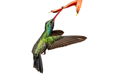 Broad-Billed Hummingbird (Cynanthus latirostris) Photo, in Flight, Feeding on Soap Aloe (Aloe maculata) Blooms, and Isolated on a Transparent PNG Background
