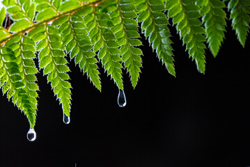 Summer rain in night forest. Drops of water dripping from green leaves of fern