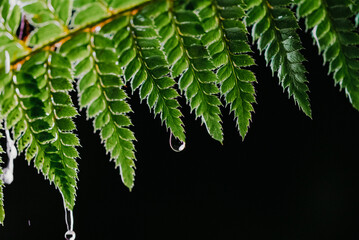 Summer rain in night forest. Drops of water dripping from green leaves of fern