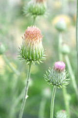 A blooming Creeping Thistle plant, Creeping thistle flower at the meadow. wild flower bloom, thistle in seed, natural flower, creeping thistle flower closeup, Closeup of fluffy creeping thistle seed