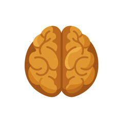 Walnut Halves with Brain-Like Folds on Transparent Background  