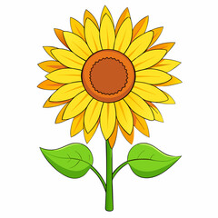 Sunflower isolated on white 