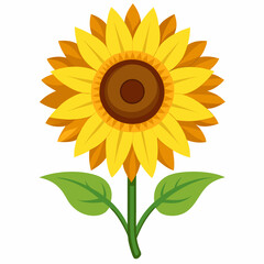 Sunflower isolated on white 