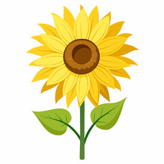 Sunflower isolated on white 