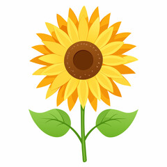 Sunflower isolated on white 