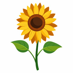 Sunflower isolated on white 