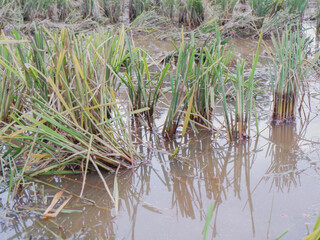 rice straw. the remains of the rice harvest in the fields